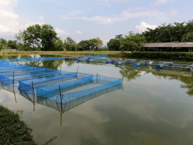高效养鱼财富增长,鱼苗养殖技术电话助您一臂之力