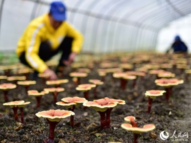 灵芝种植专家服务，共筑财富与健康双赢新篇章