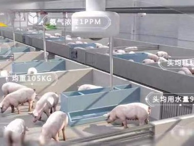 猪事邦技术咨询室,智慧养殖科技引领者