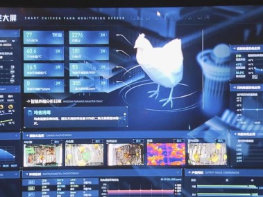 智慧养鸡，技术咨询助力养殖户效益升级