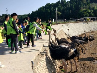 鸵鸟养殖技术指导，助您踏上成功养殖之路
