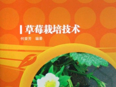 冬季草莓种植技术攻略，破解难题，推动农业产业升级