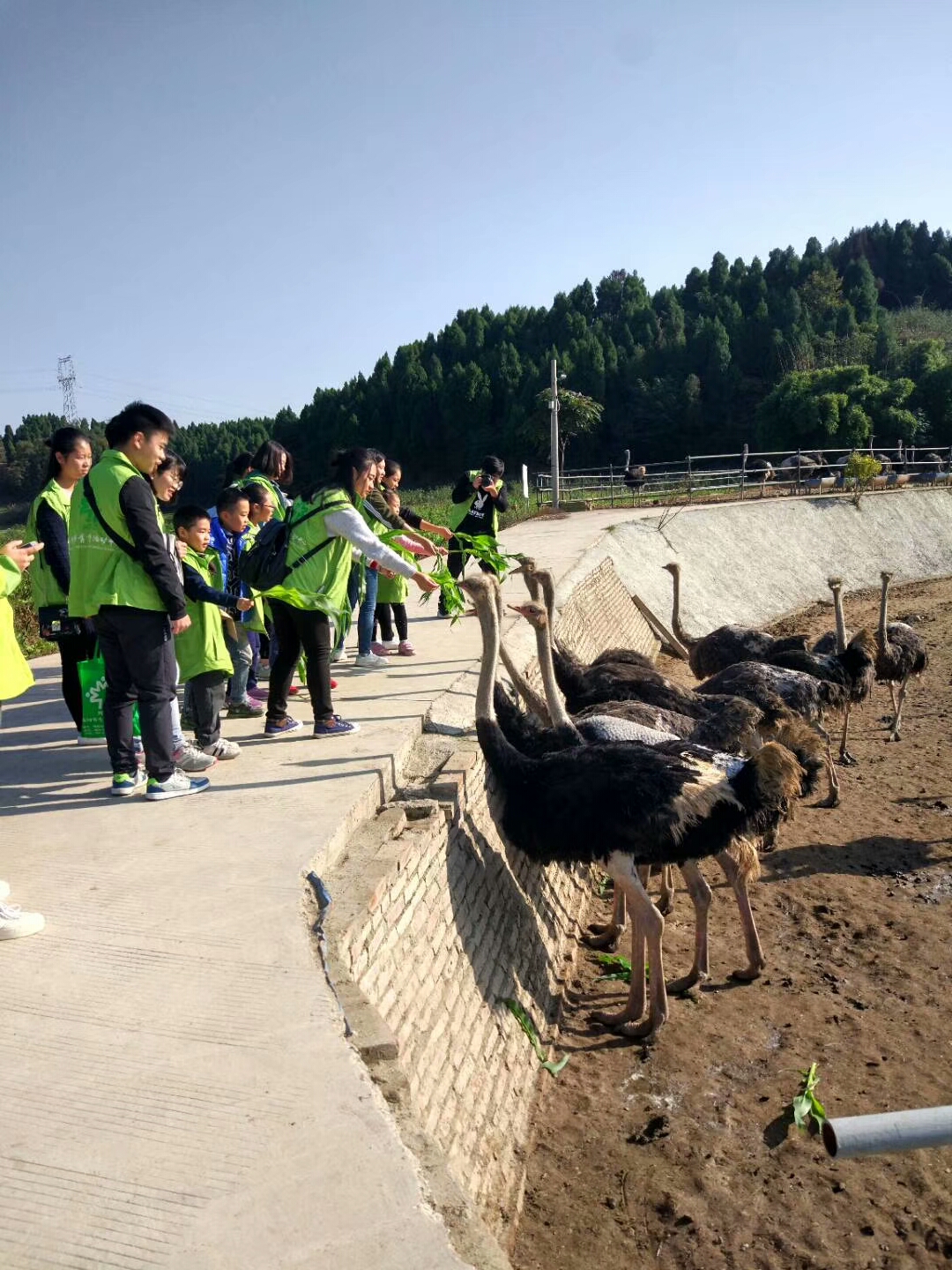 鸵鸟养殖技术指导，助您踏上成功养殖之路,随着我国农业产业结构的持续优化，鸵鸟养殖业正逐渐崛起，成为农民增收的新兴亮点，鸵鸟养殖并非易事，养殖户在养殖过程中难免会遇到各种挑战，为了助力养殖户解决这些问题，本文将为您呈现一份全面而实用的鸵鸟养殖技术咨询，助您踏上成功养殖之路。,鸵鸟养殖技术咨询,技术咨询,养殖技术咨询,第1张